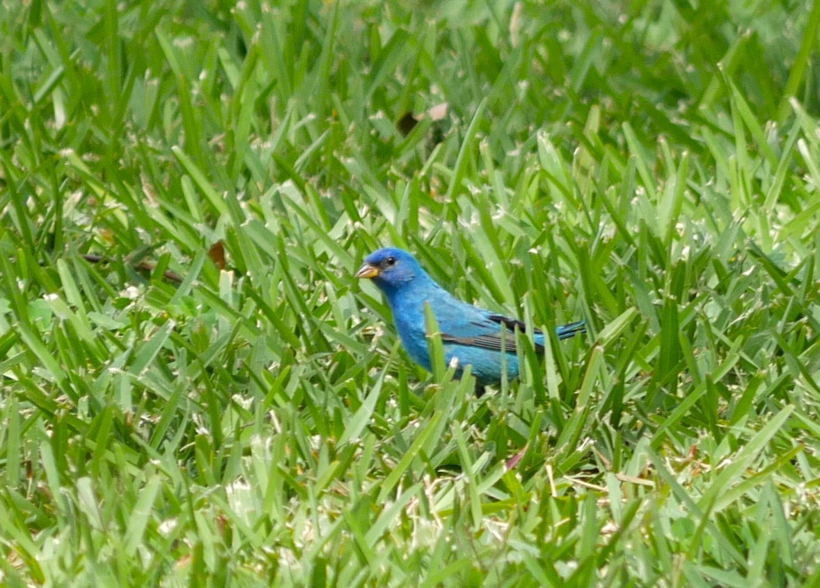 Indigo Bunting - Jake Streets