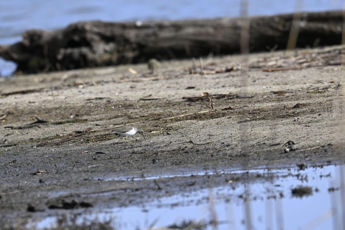 Common Sandpiper - ML617064640