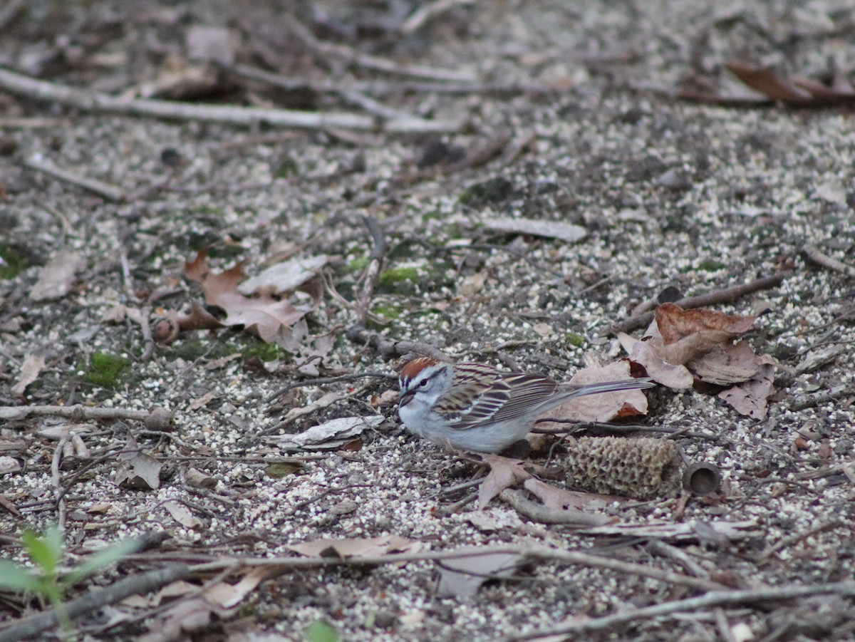 Chipping Sparrow - ML617064644