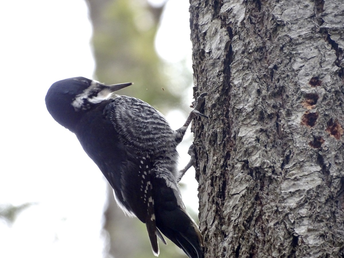 Black-backed Woodpecker - ML617064649