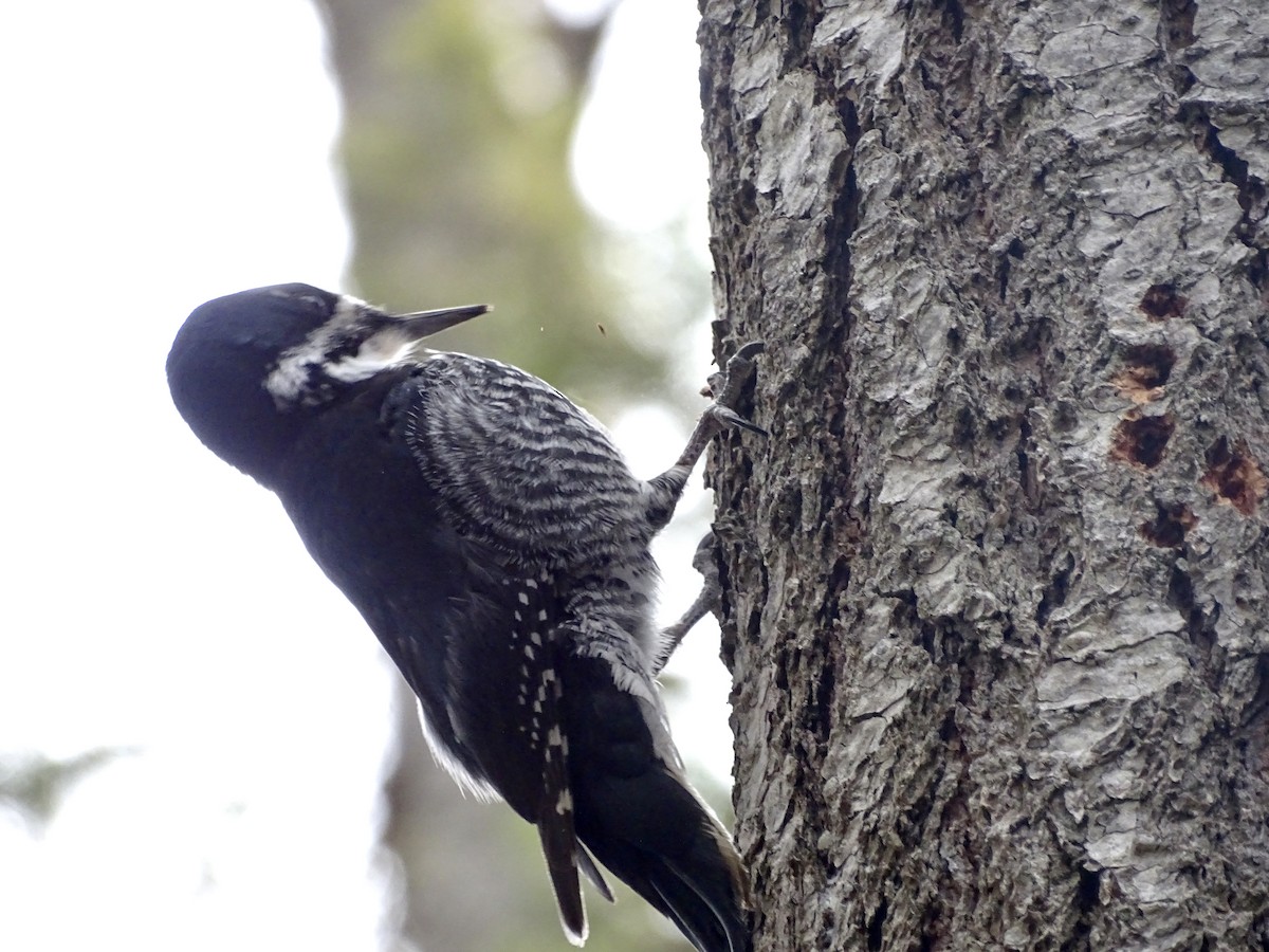 Black-backed Woodpecker - Jim Walton