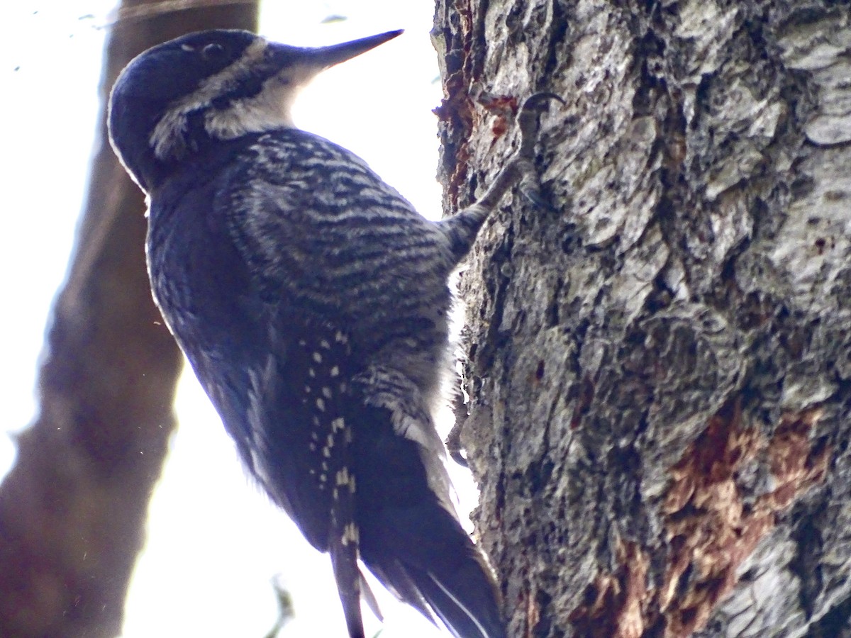 Black-backed Woodpecker - ML617064650