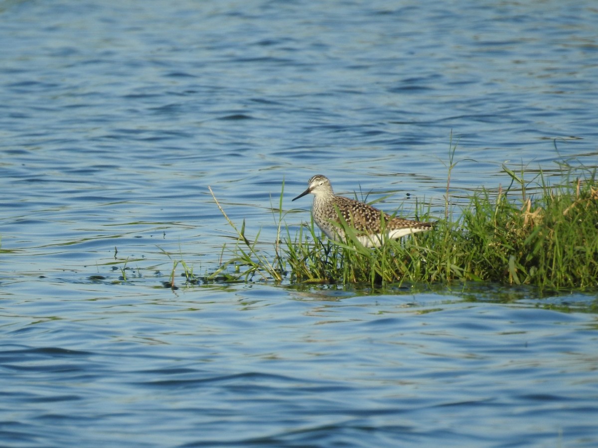 Lesser Yellowlegs - ML617064829