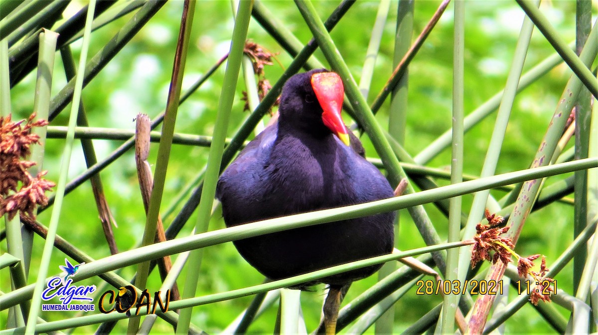 Common Gallinule - Edgar Rodriguez Muñoz