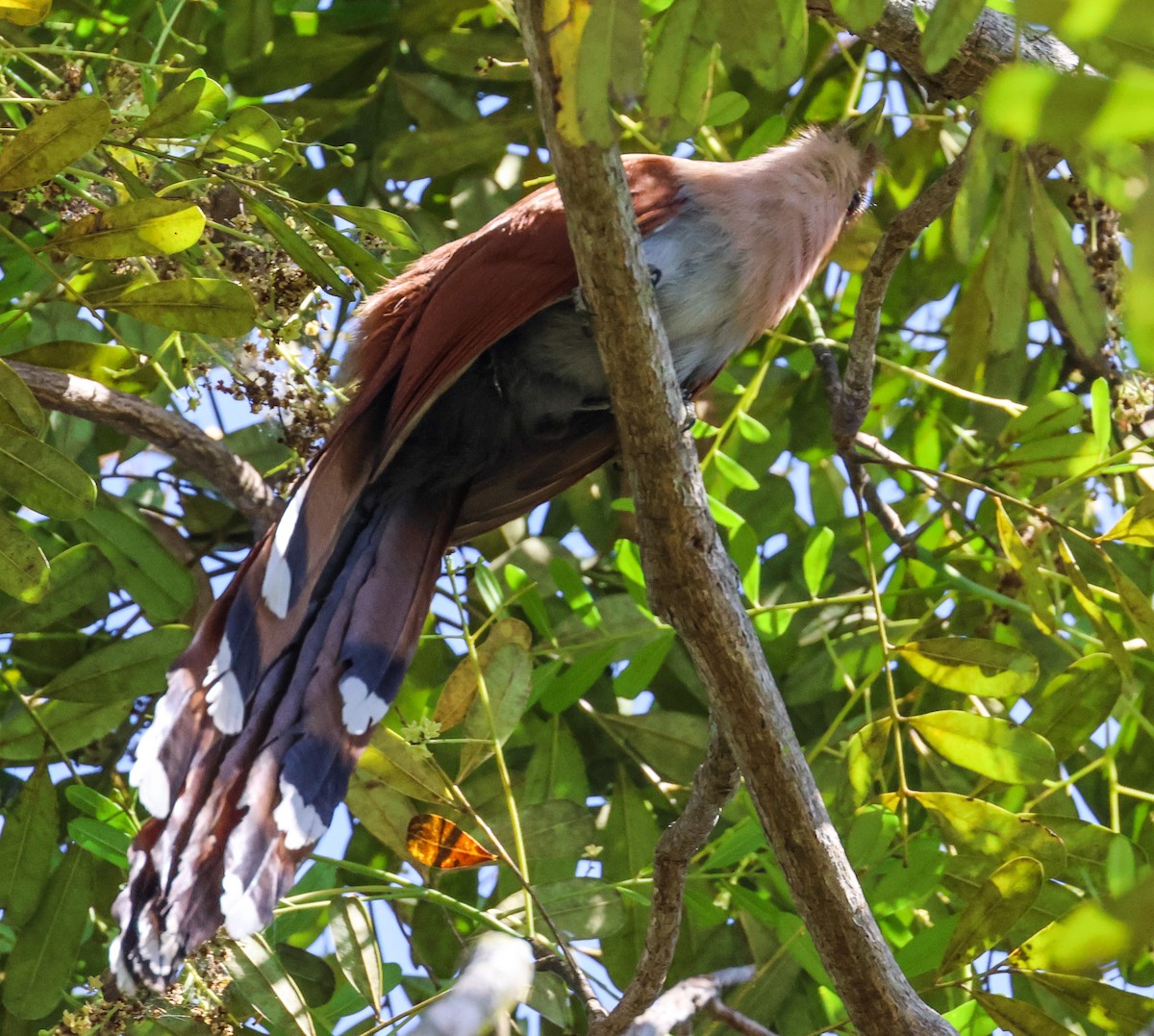 Squirrel Cuckoo - ML617064982