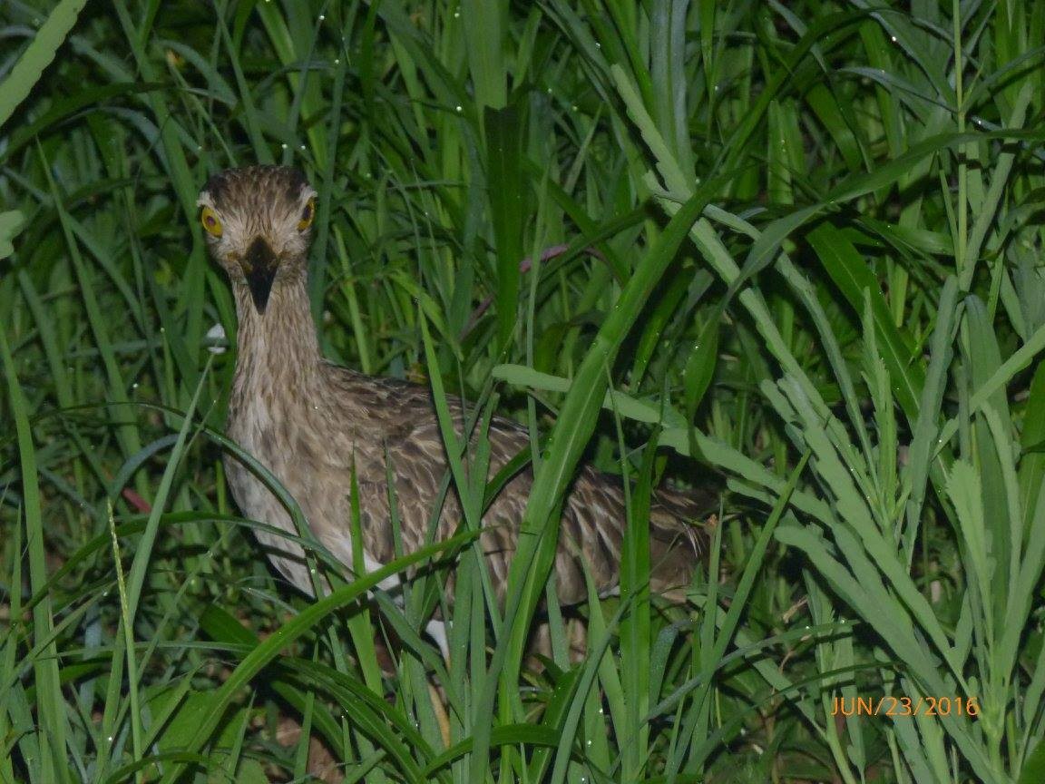 eBird Checklist - 23 Jun 2016 - UCR Liberia - 2 species