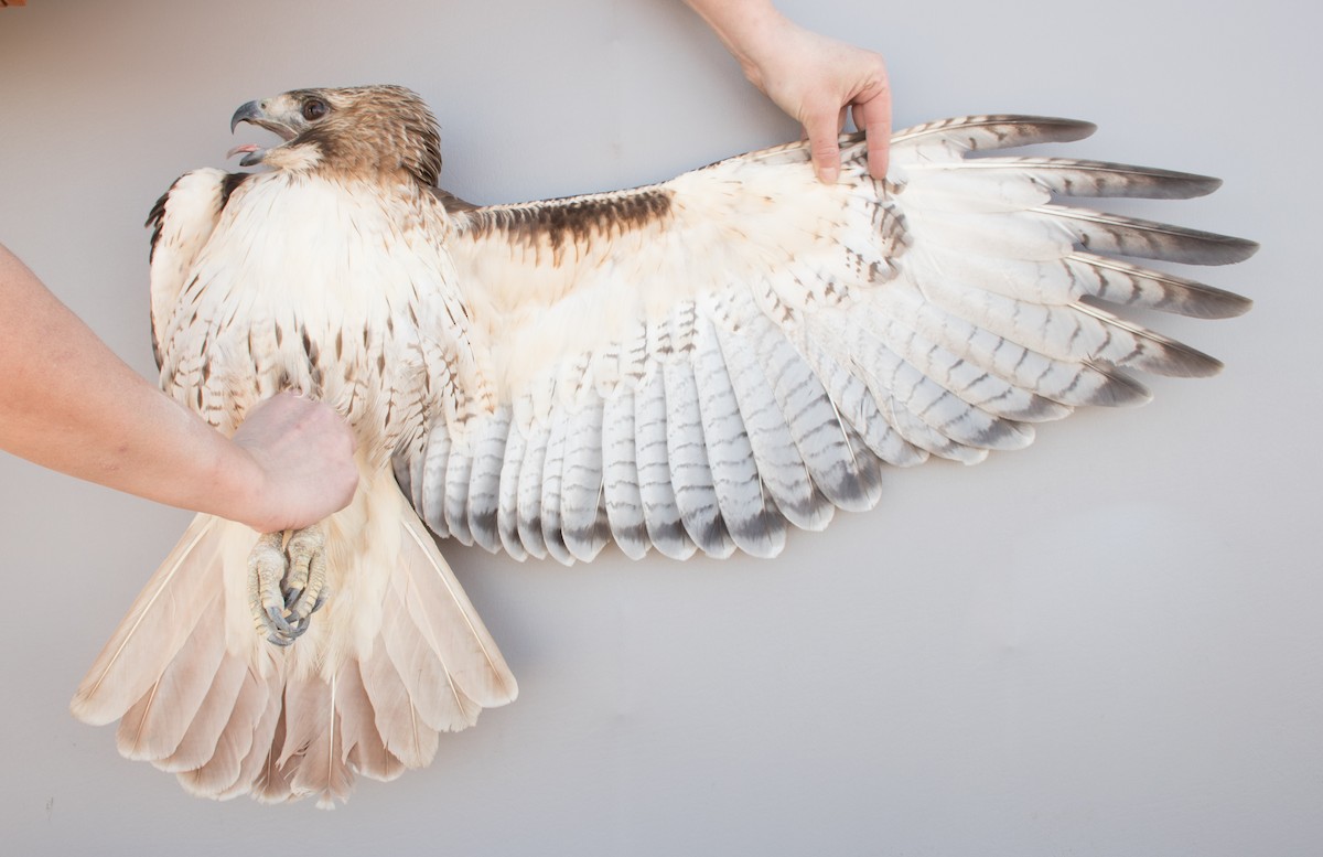 Red-tailed Hawk (borealis) - ML617065124