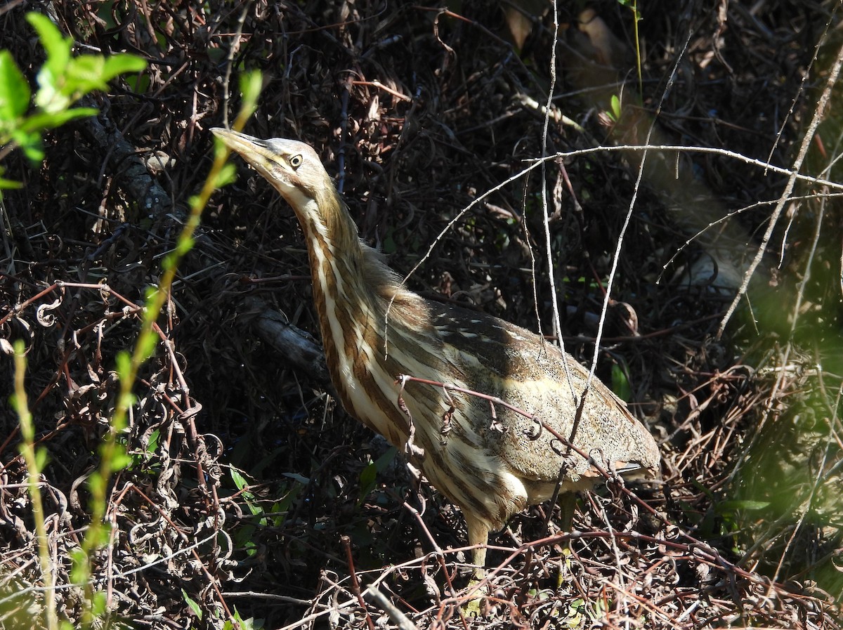 American Bittern - ML617065141