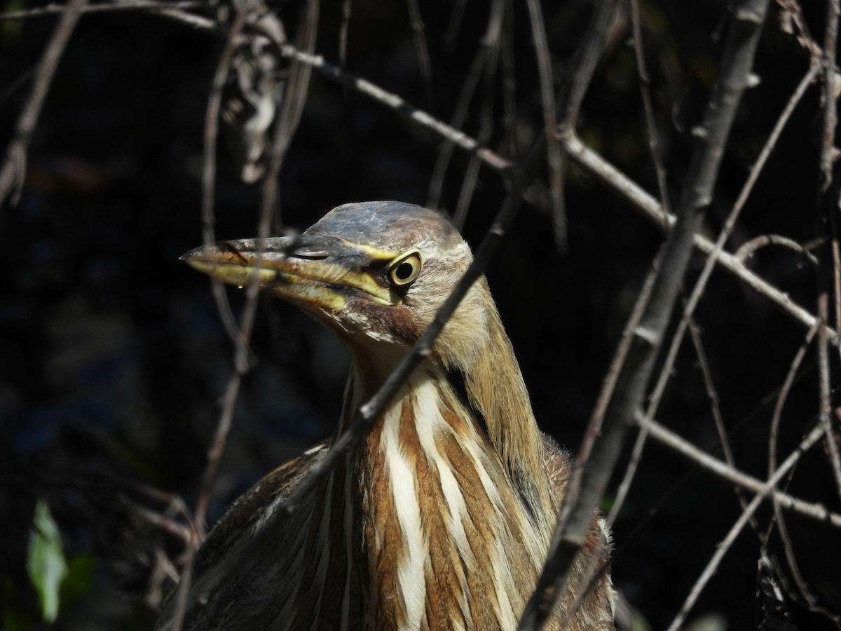 American Bittern - ML617065142