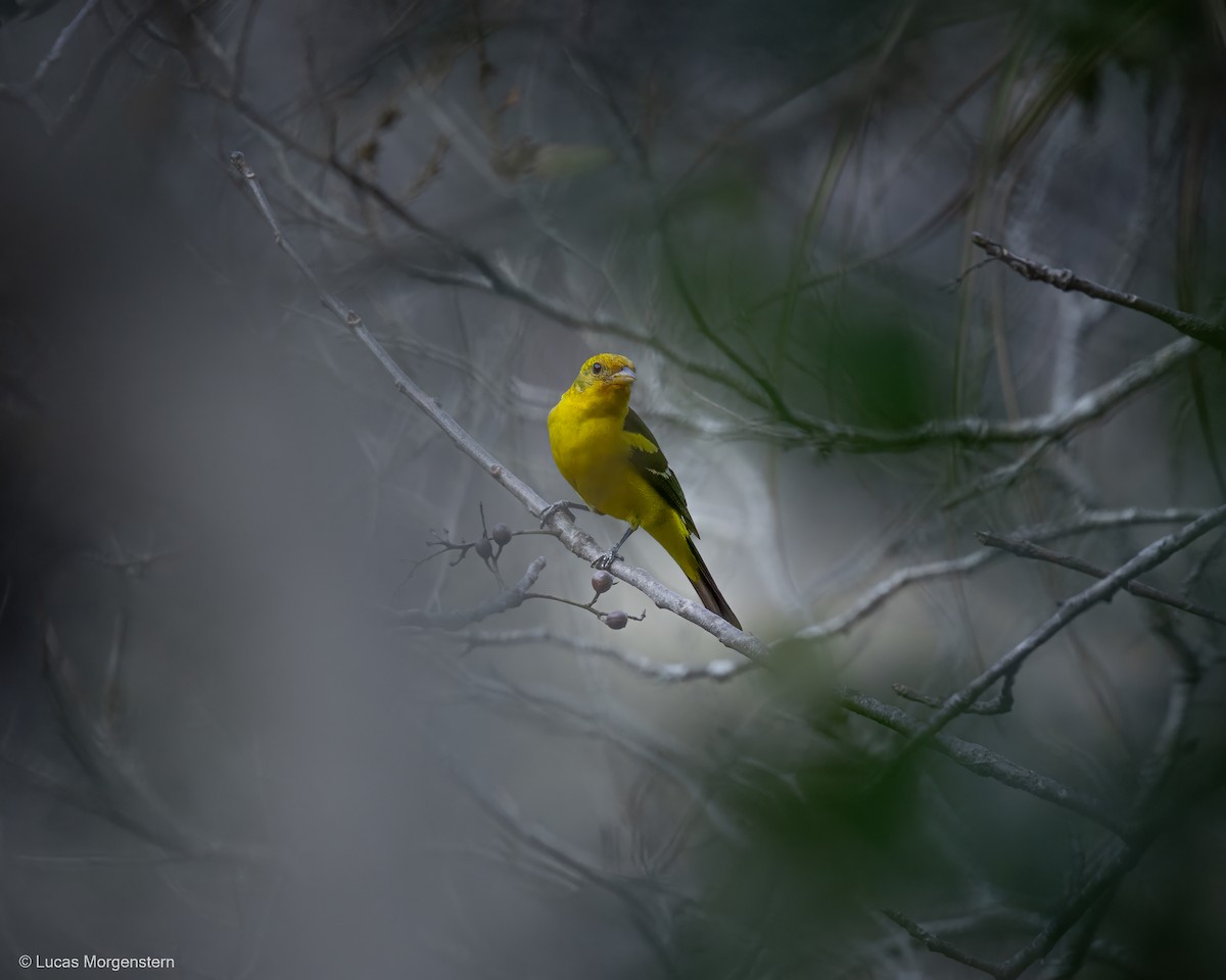 Western Tanager - ML617065146