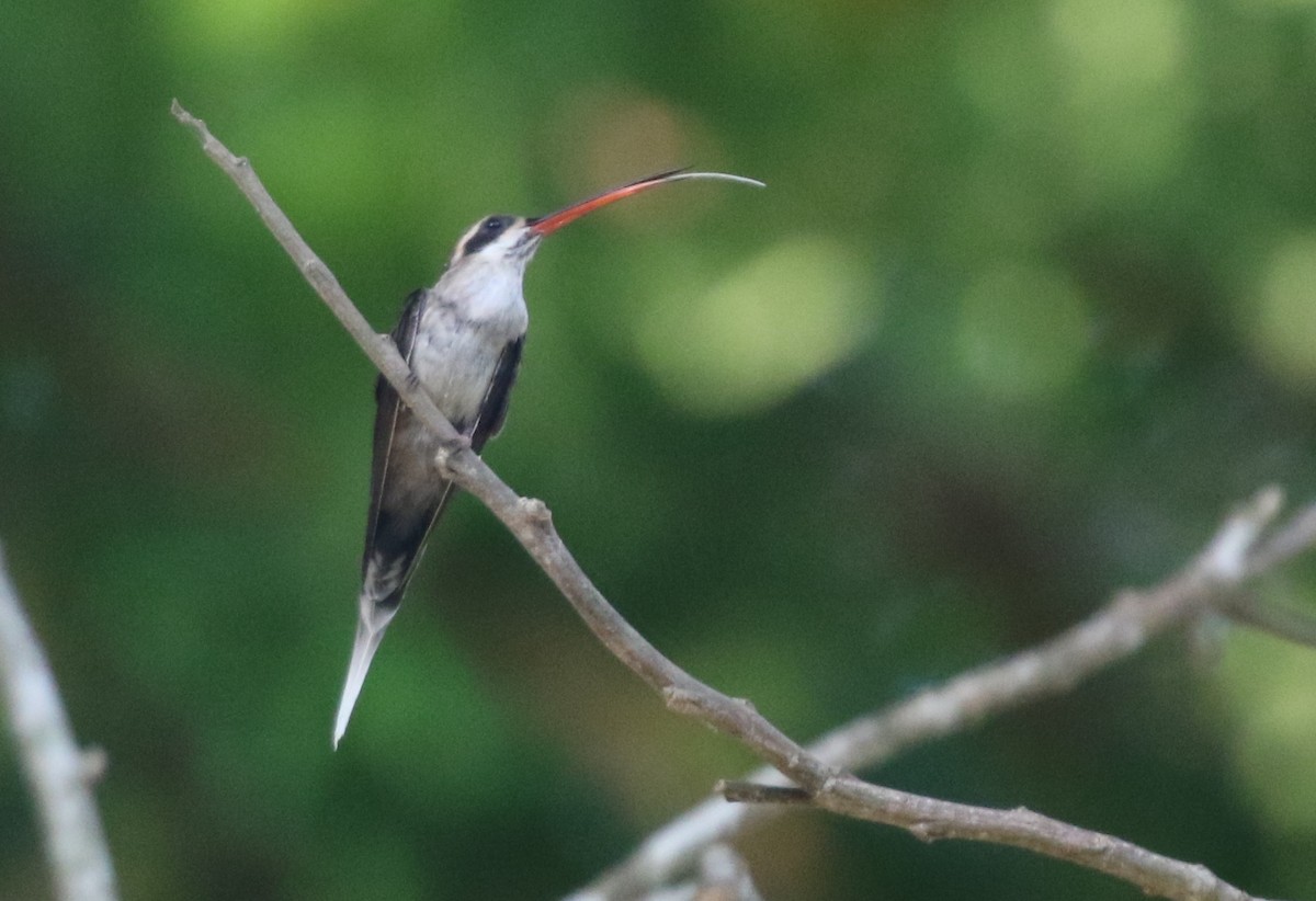 Pale-bellied Hermit - Corey Callaghan