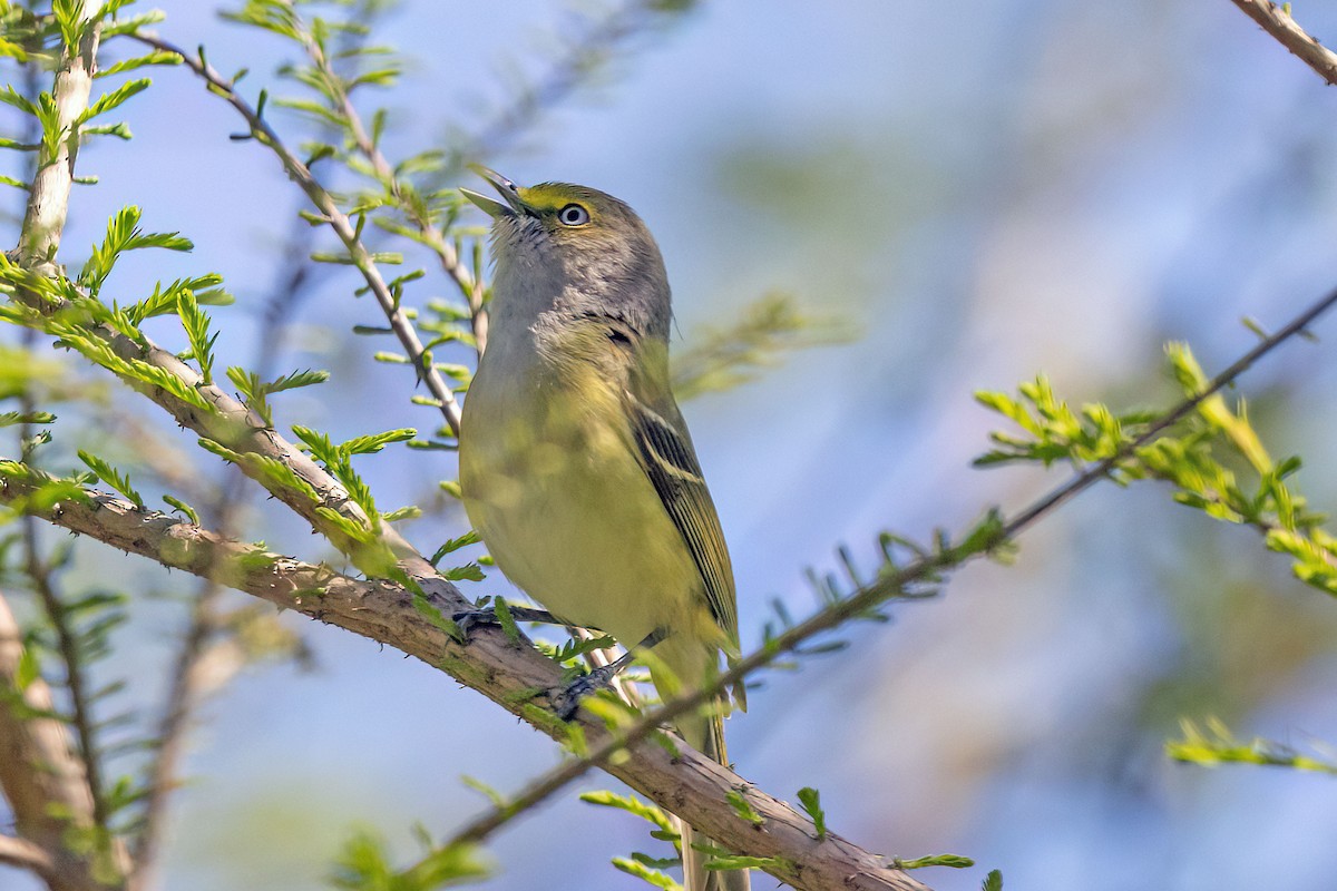 Ak Gözlü Vireo - ML617065204