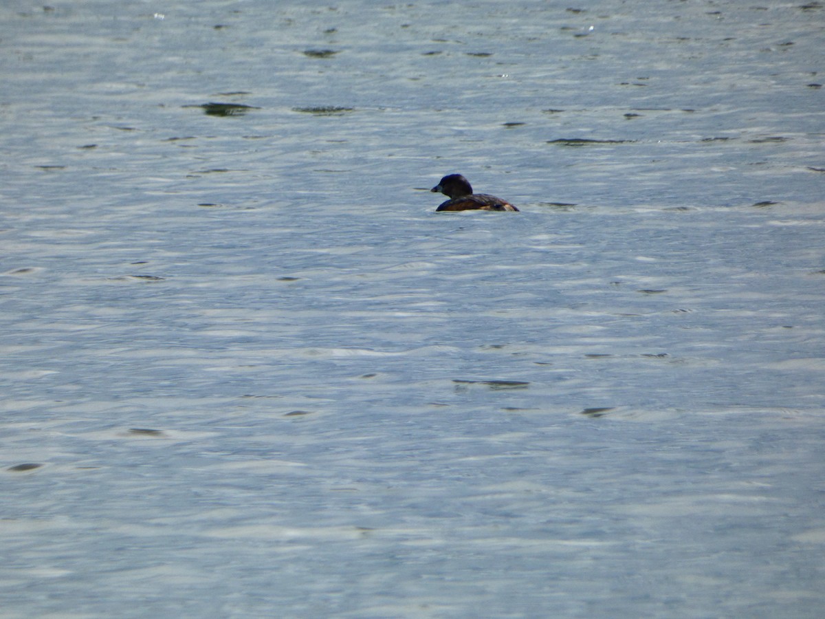 Pied-billed Grebe - ML617065240