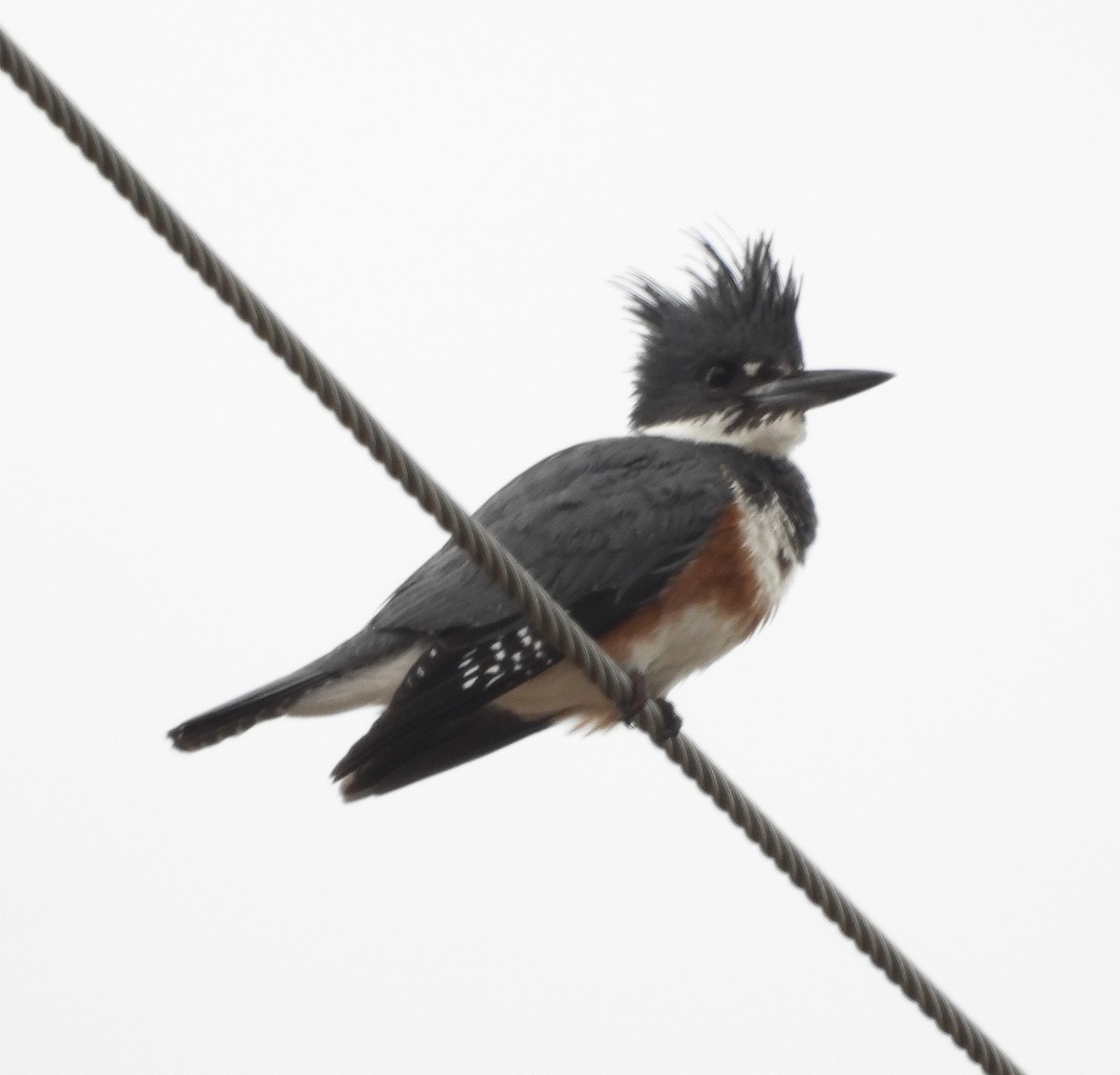 Belted Kingfisher - Susan Hedman