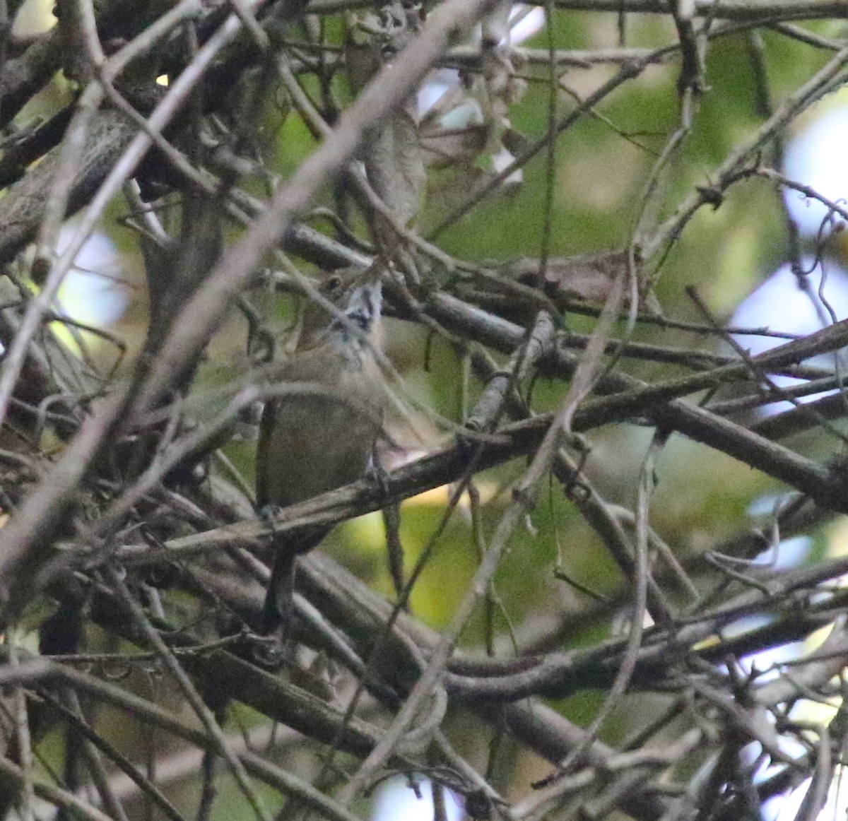 Long-billed Gnatwren - ML617065377