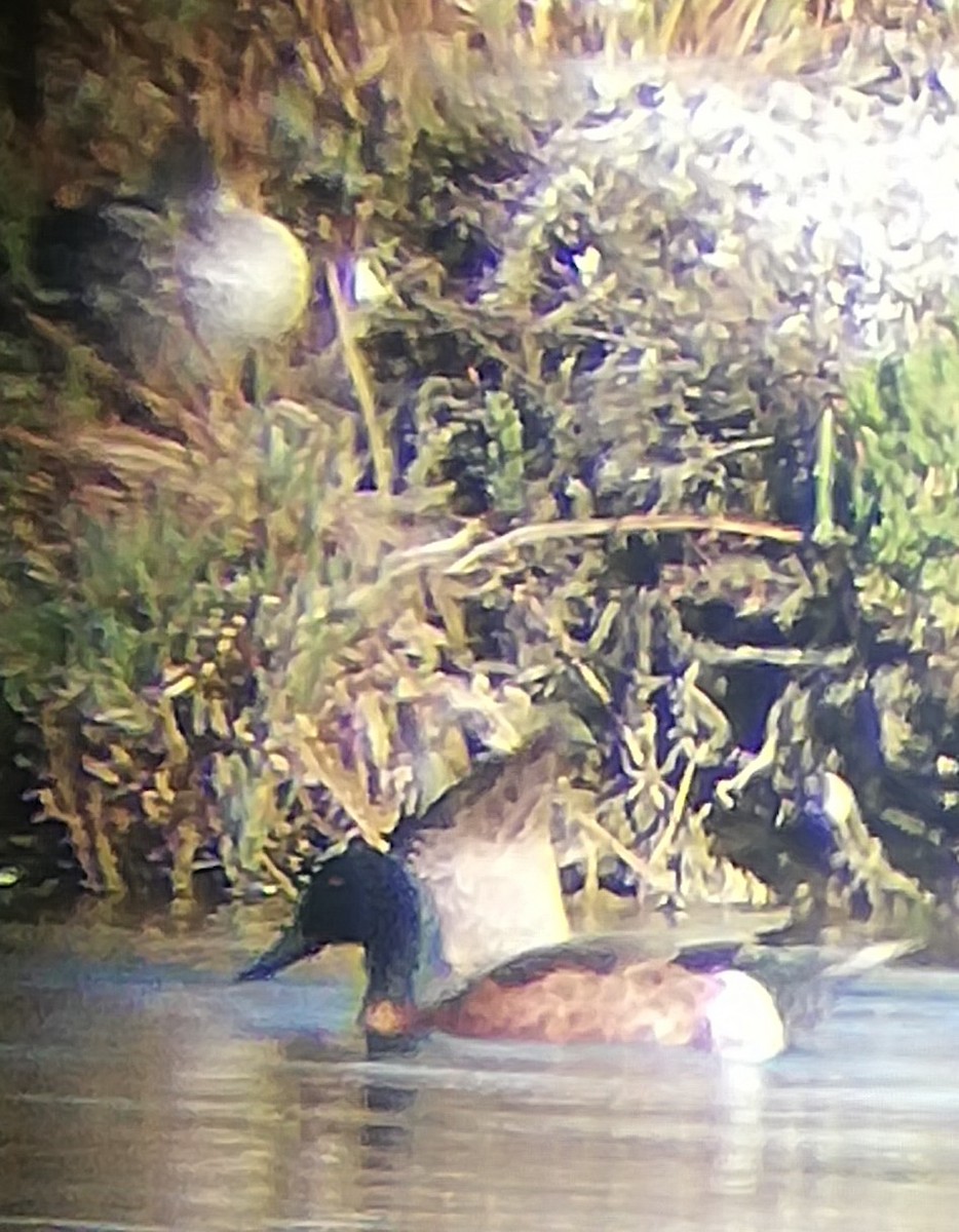 Chestnut Teal - Steve Lofthouse