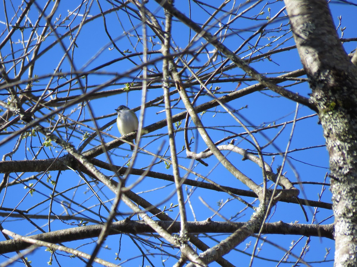 Blue-headed Vireo - Monica Hoel