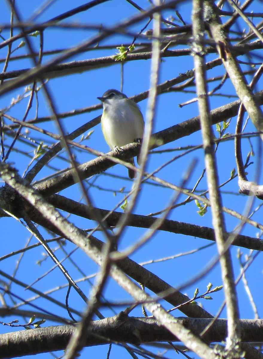 Blue-headed Vireo - Monica Hoel