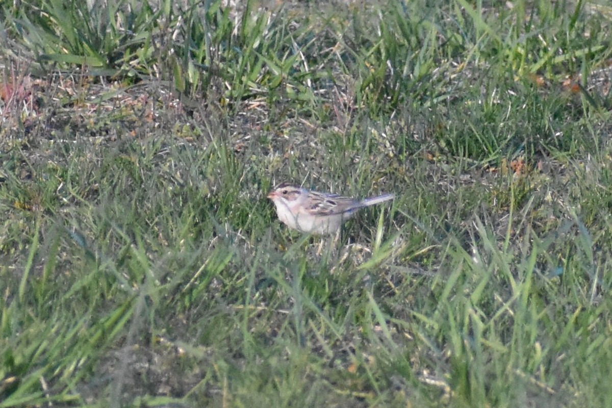 Clay-colored Sparrow - Benjamin Ashin