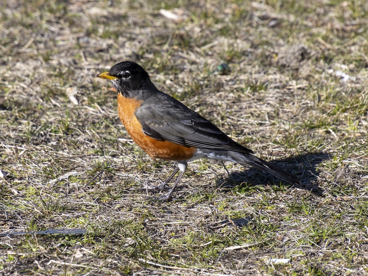 American Robin - ML617065556