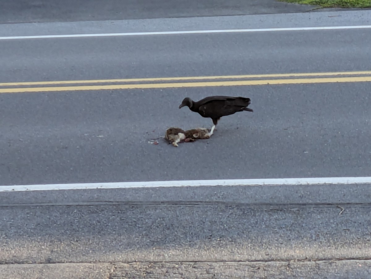 Black Vulture - ML617065572