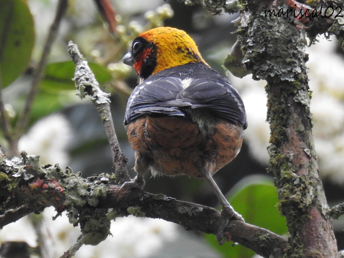 Flame-faced Tanager - Mario Gómez