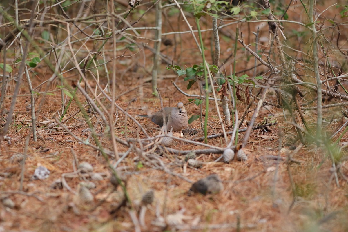 Mourning Dove - ML617065629