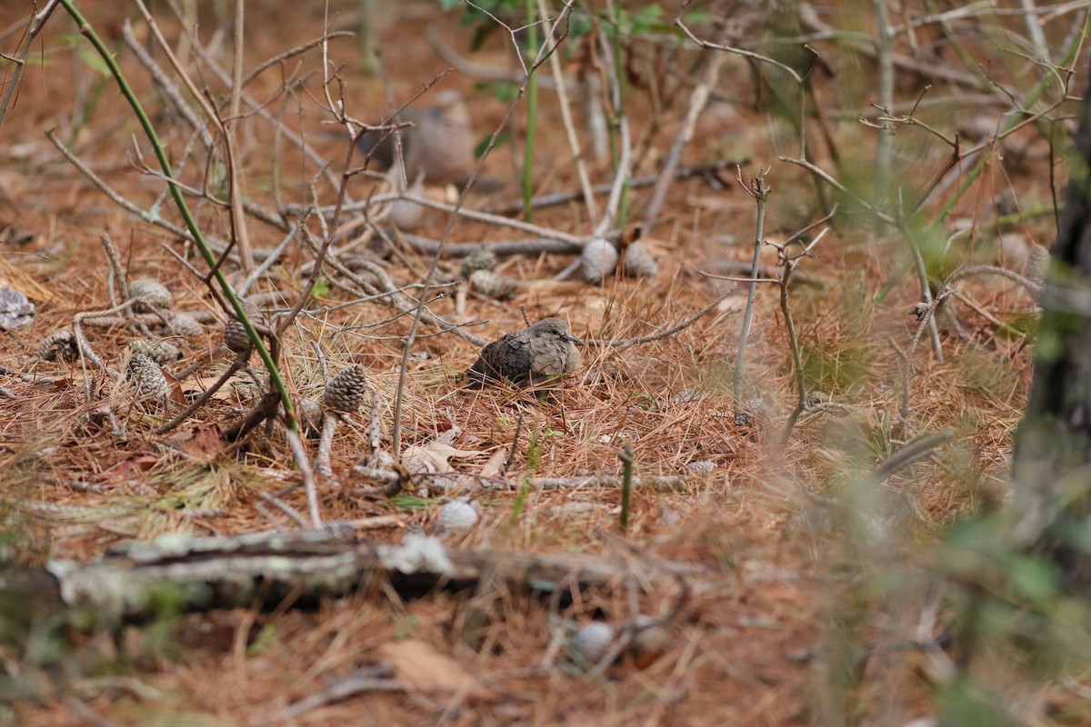 Mourning Dove - ML617065631