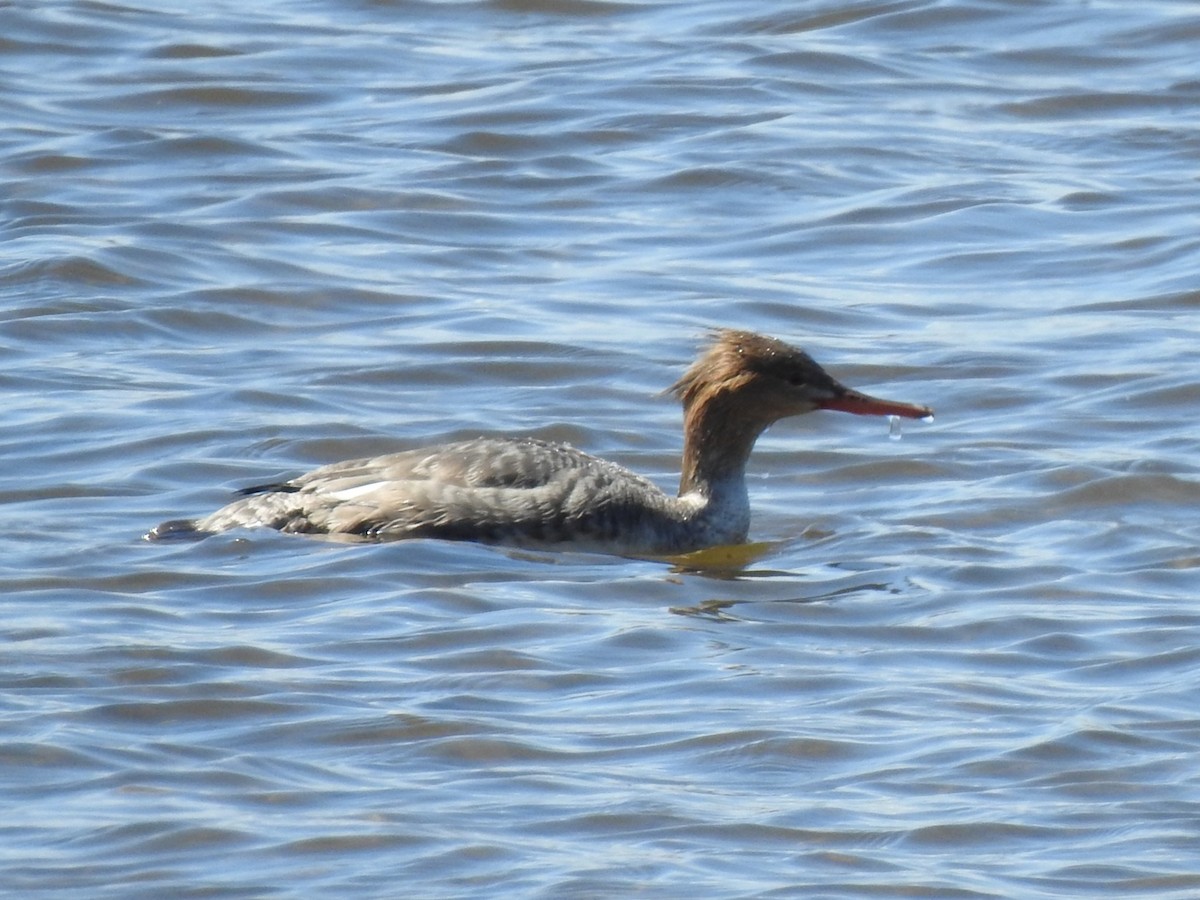 Red-breasted Merganser - ML617065651