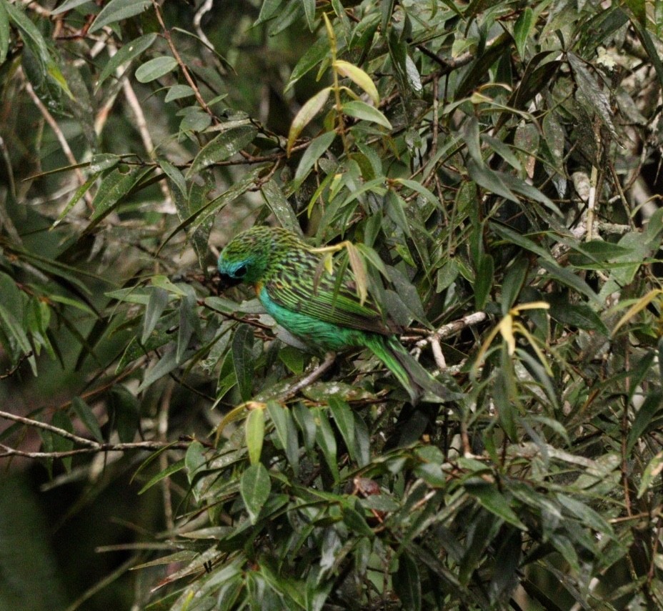 Brassy-breasted Tanager - Rubélio Souza