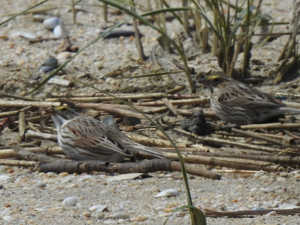 Savannah Sparrow - ML617065702