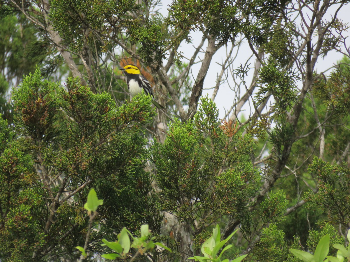 Golden-cheeked Warbler - ML617065729