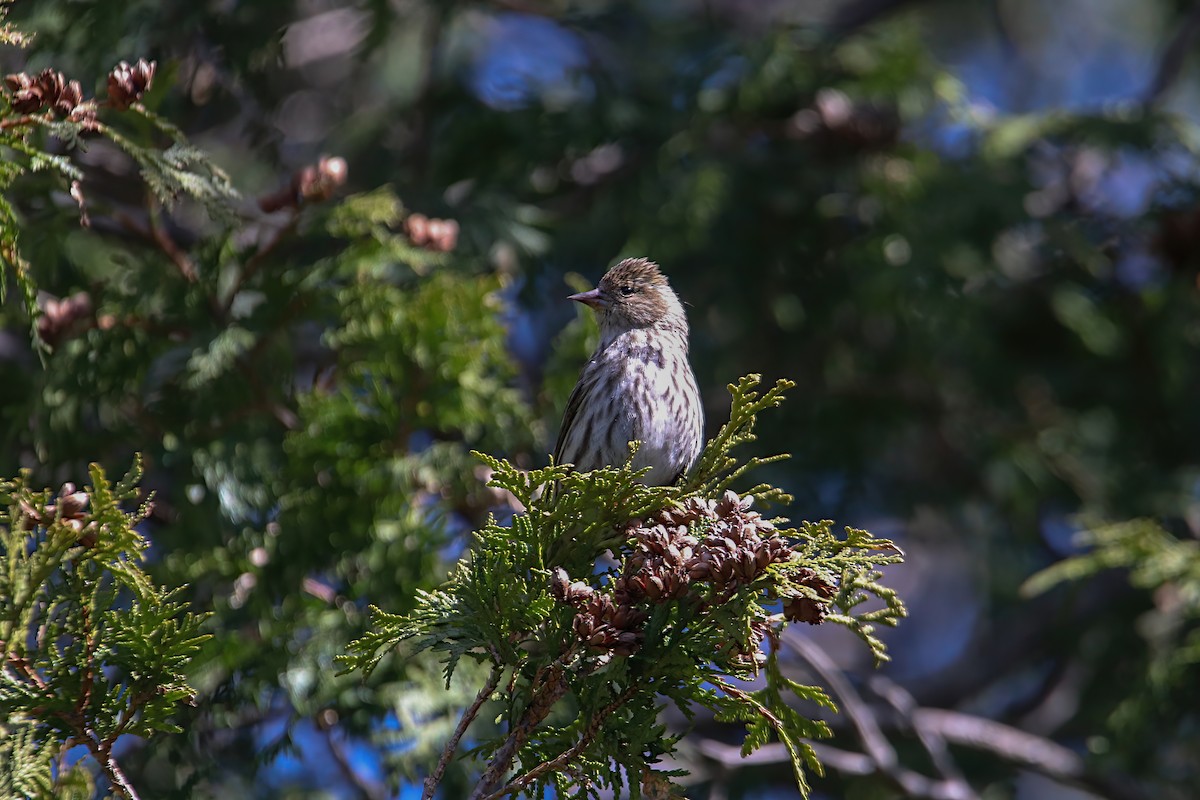 Pine Siskin - Anthony Macchiarola