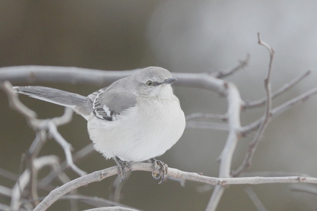 Northern Mockingbird - ML617065753