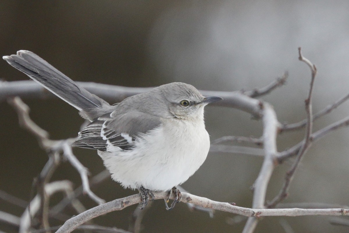 Northern Mockingbird - ML617065755