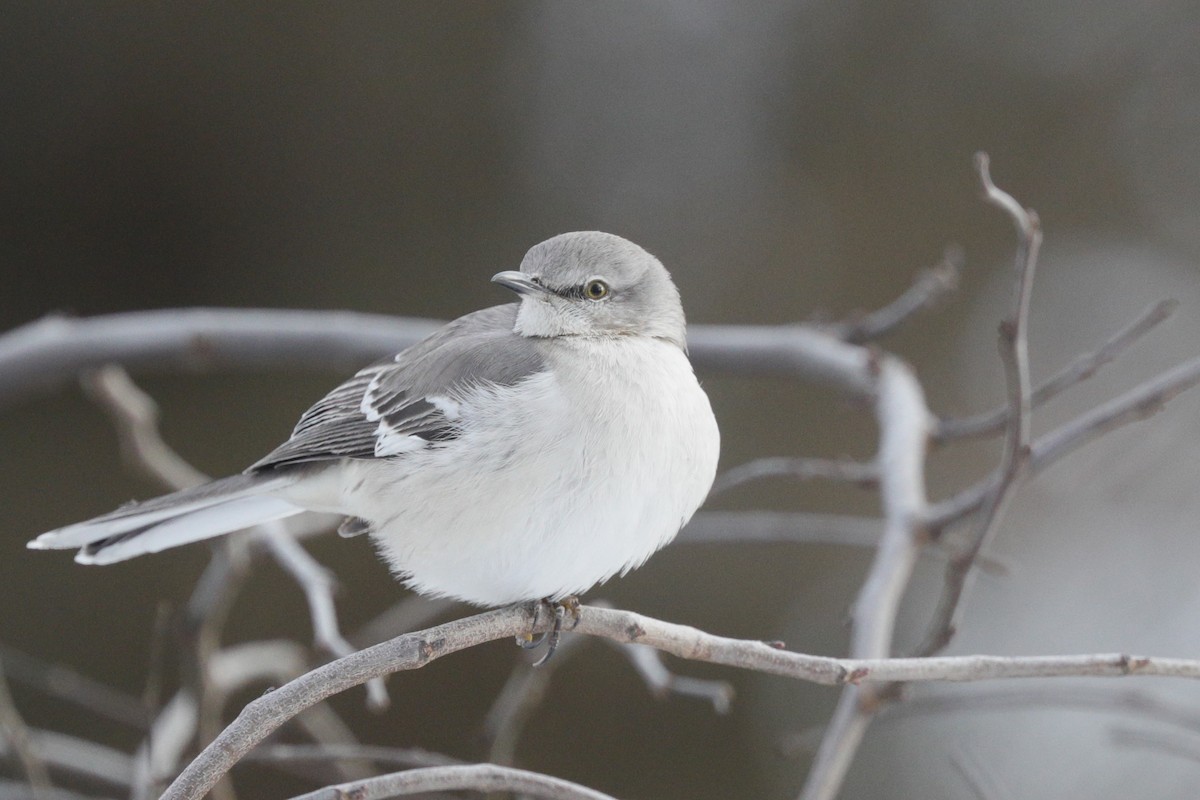 Northern Mockingbird - Jun Tsuchiya