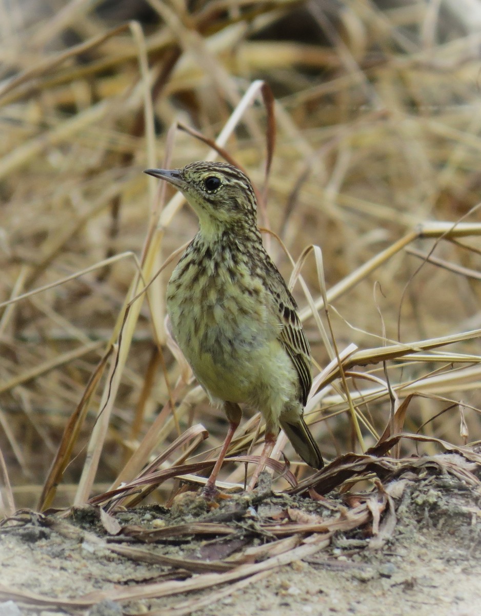 Yellowish Pipit - Pedro Behne