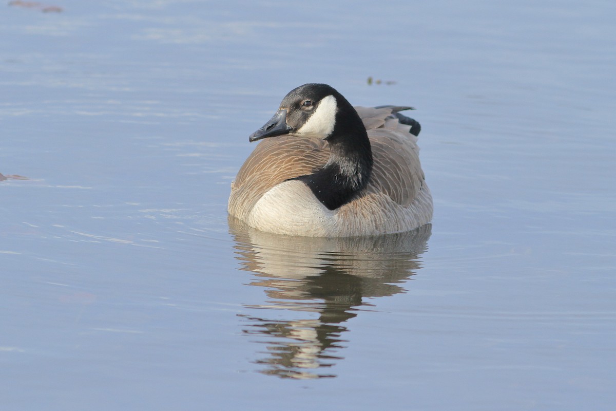 Canada Goose - ML617065809