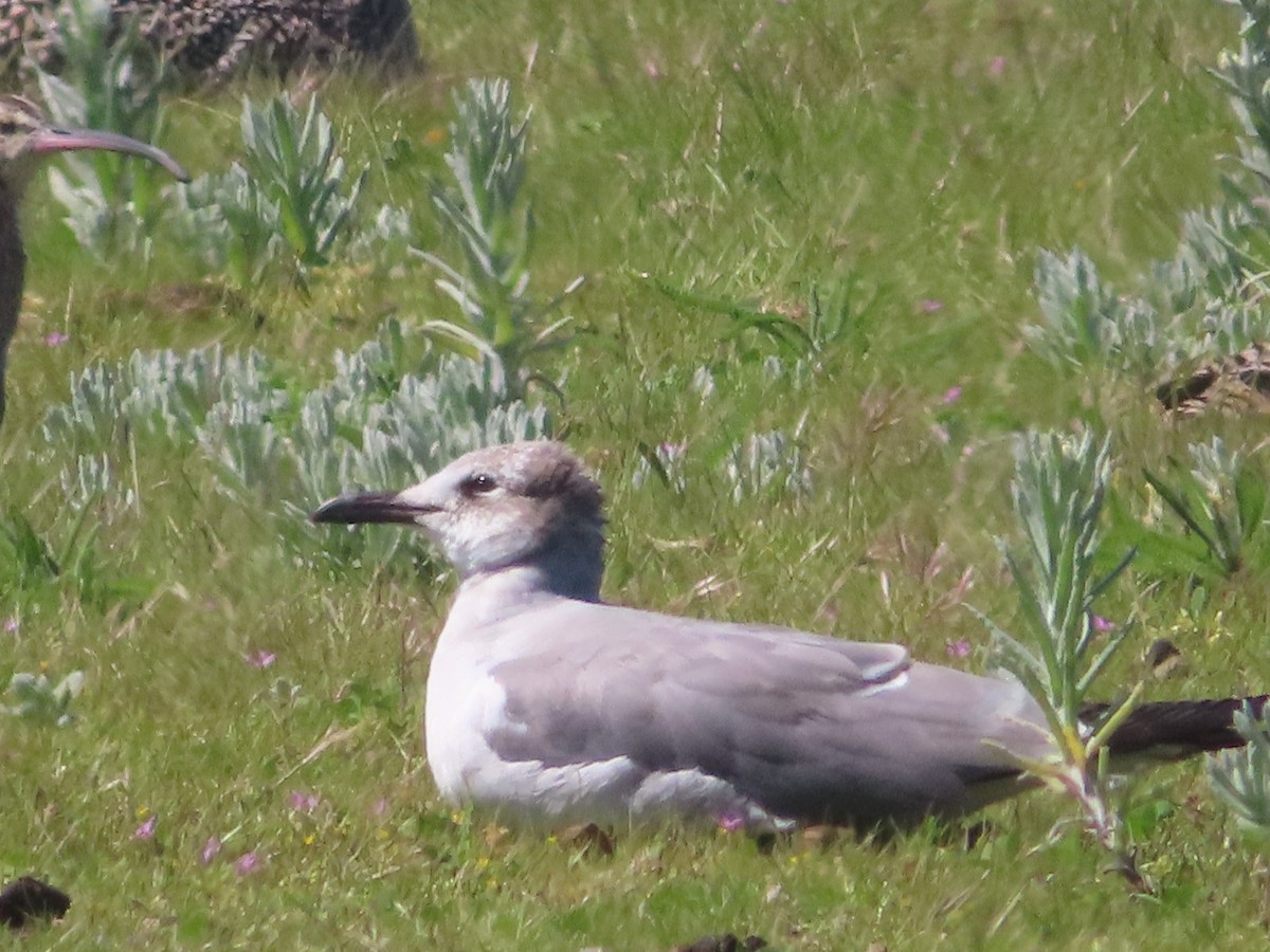 Laughing Gull - ML617065814