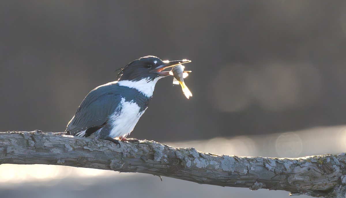 Belted Kingfisher - ML617065819