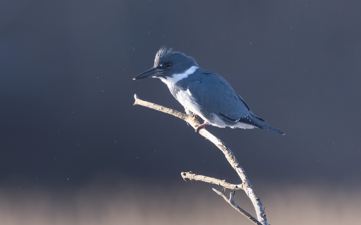 Belted Kingfisher - ML617065821