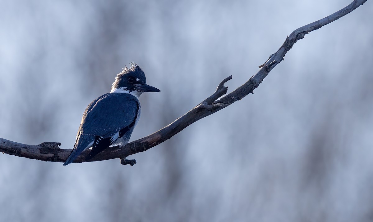 Belted Kingfisher - ML617065822