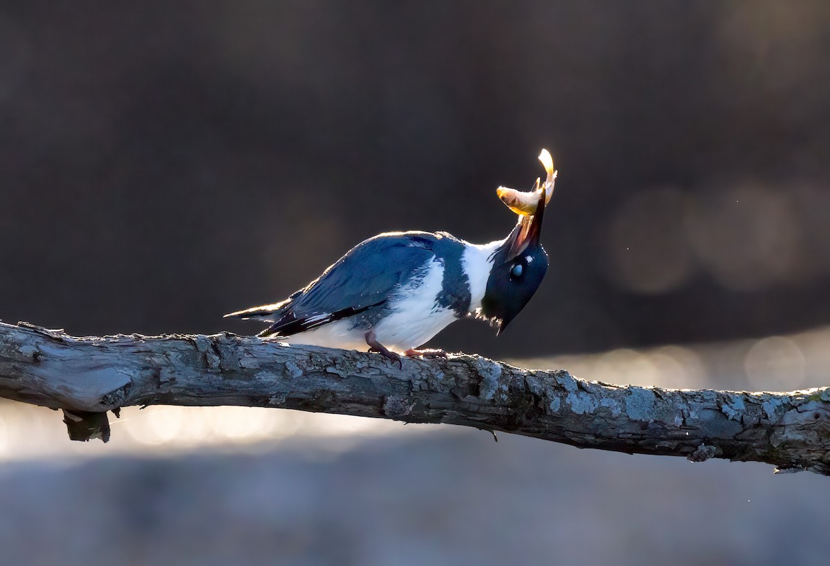 Belted Kingfisher - ML617065825