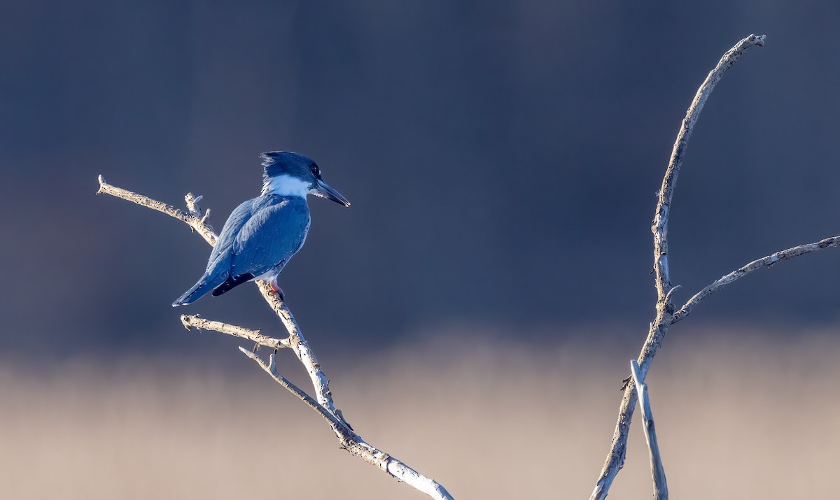 Belted Kingfisher - ML617065827