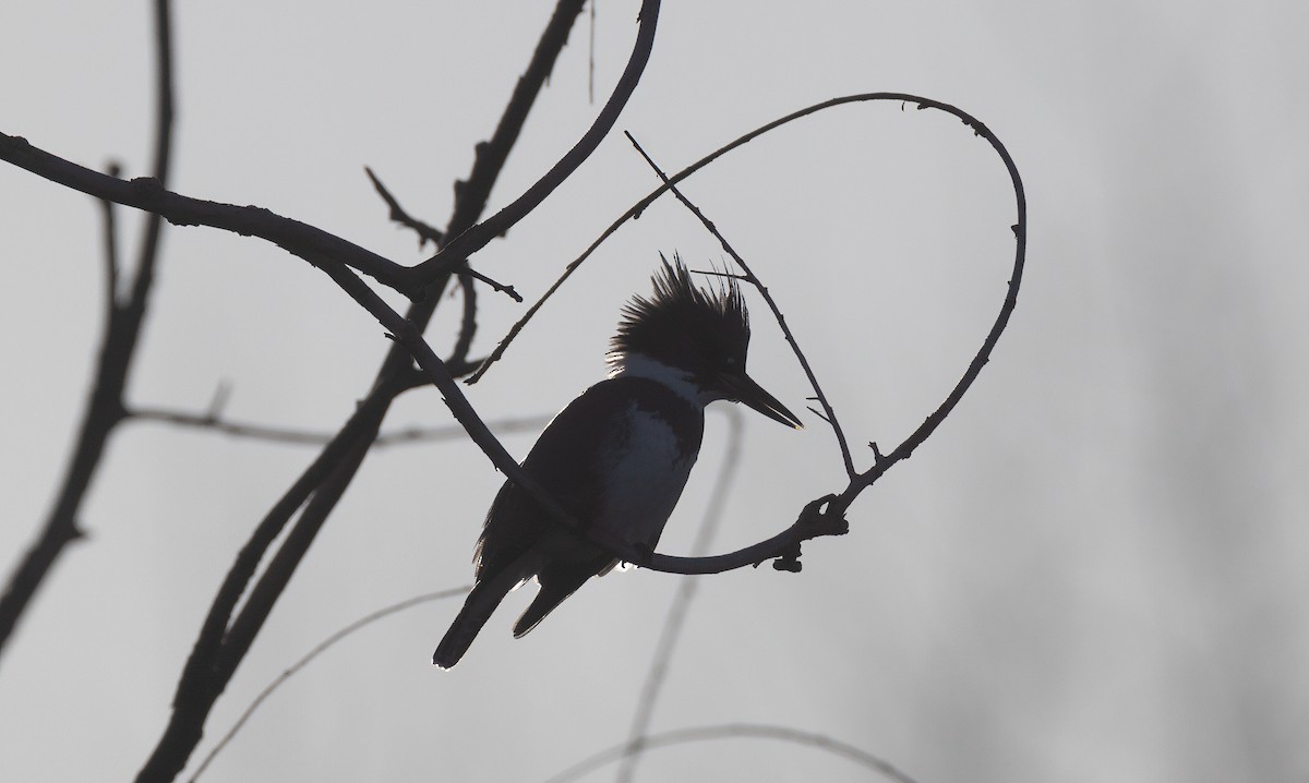 Belted Kingfisher - ML617065829