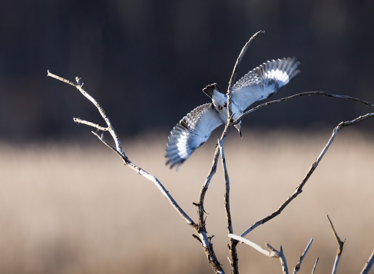 Belted Kingfisher - ML617065830