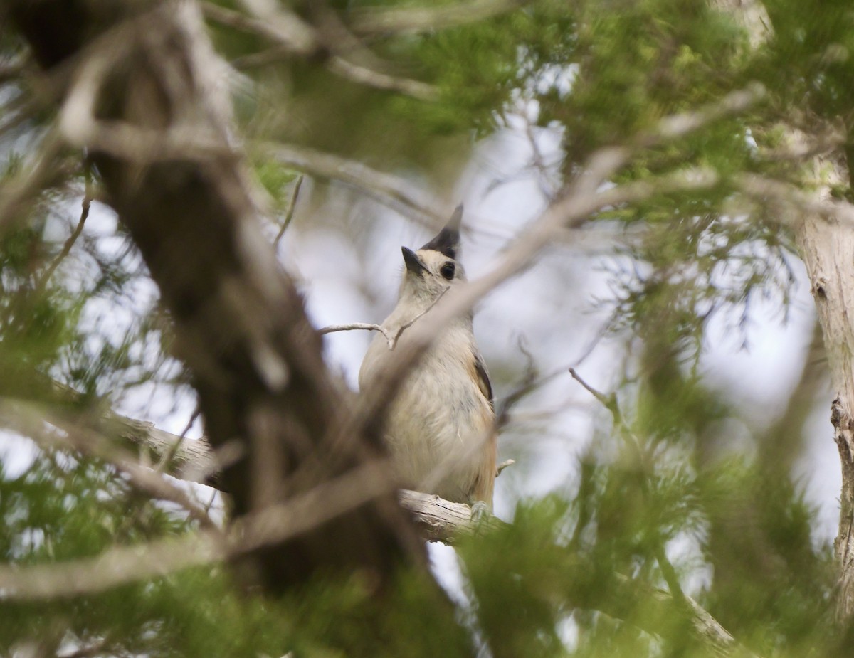 Black-crested Titmouse - ML617065854