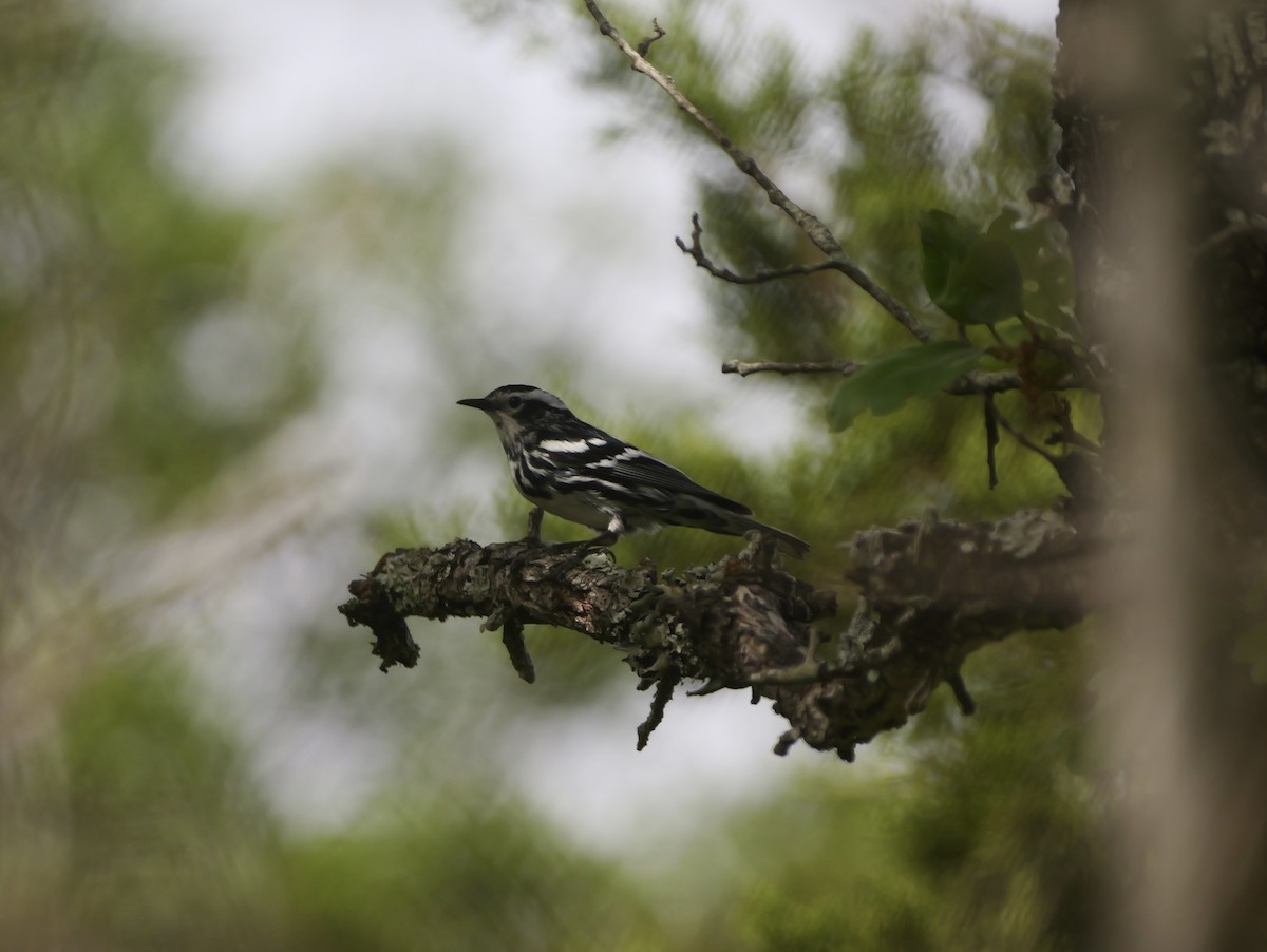 Black-and-white Warbler - ML617065872
