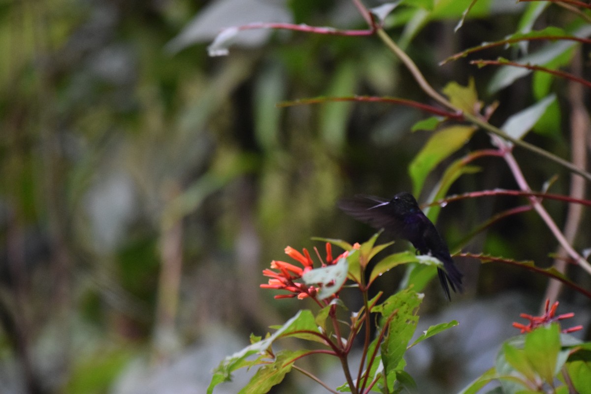 kolibřík vidloocasý - ML617065878