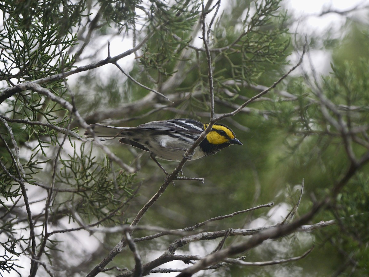 Golden-cheeked Warbler - ML617065888